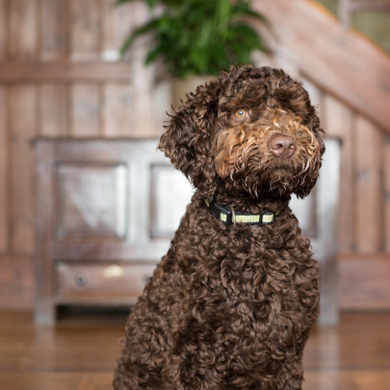 TraineeHotelDog's profile picture. I'm a trainee hotel dog, love my trips to the beach, low lying welsh cakes, trimmings from the Chefs, and our kanine guests @GroveNarberth