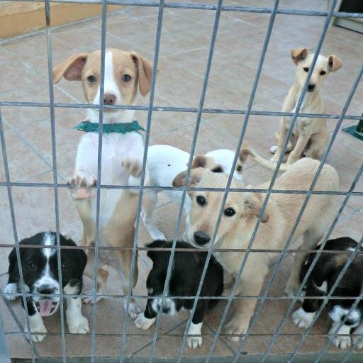 Se busca hogar para perritos, de todos los tamaños y edades, para más información mandar mensaje. Entre todos hay que buscarles su oportunidad.