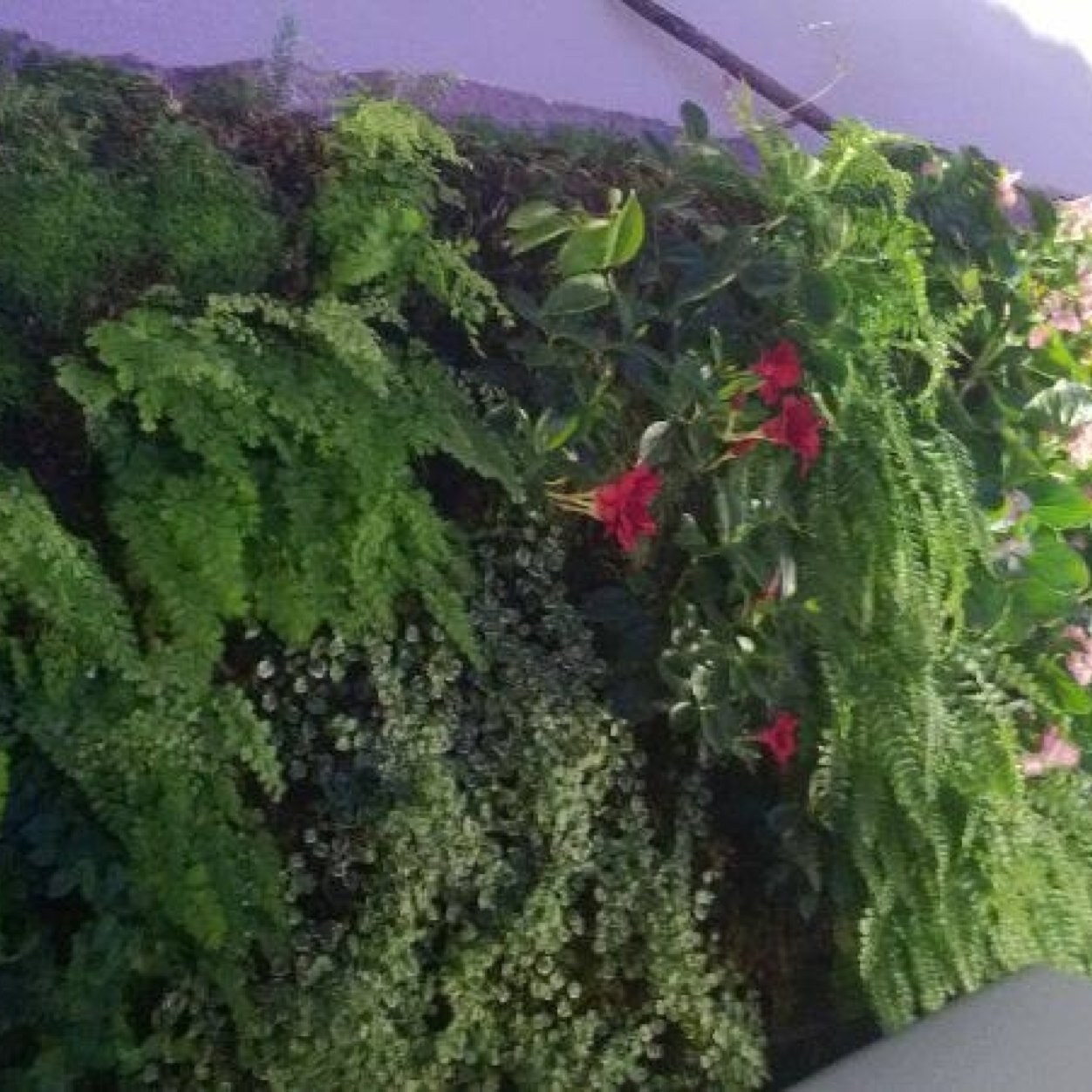Empresa dedicada a la venta de  musgo sphagnum para la realización de jardinería vertical y cubiertas vegetales.  Arte topiari