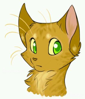 a golden colored Tom w/ Orange stripes. [Mom: Snowstar] [Dad: Ashfur] [Mate: None] [Clan: None] Skinny...Broken... 15 moons