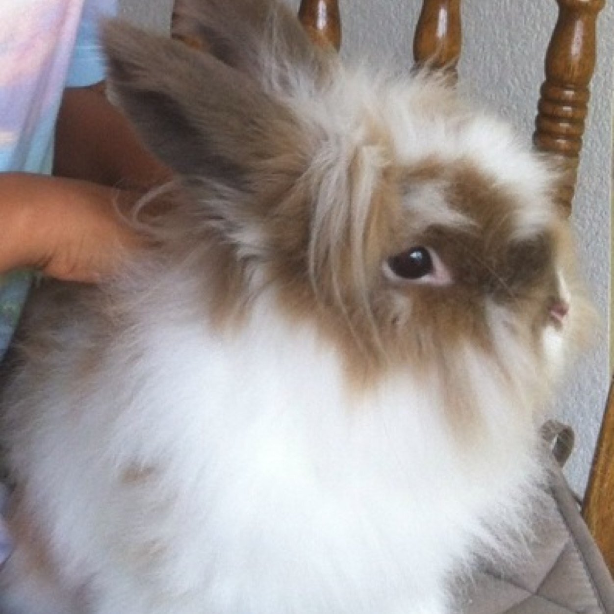 JajoTheRabbit Profile Picture