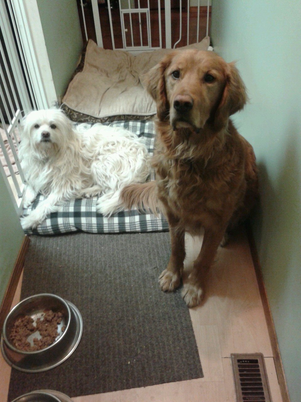 We two News Hounds, Owen (I'm the retriever) and Phil (I'm the White mutt) go for walks with their human David Kirton. These are their stories.
