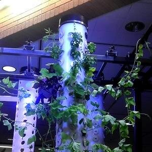 Custom Aeroponics™  The original High Pressure Aeroponics™  Photos and information 2015 copyright Custom Aeroponics™  All rights reserved