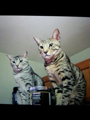 Mighma_Stretchy's profile picture. 