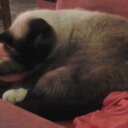 Kim Bartholomew - @sleepykit - Twitter