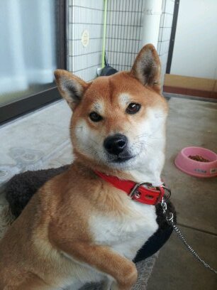 初めまして！海釣り大好きです。でも最近はなかなか行けません。ポリシーは何事も前向きに！そして元気良く！あ、それとYAZAWAのEIちゃんの大ファンです！お気に召したらRTしてねm(__)m ヨロシク。愛犬リコ