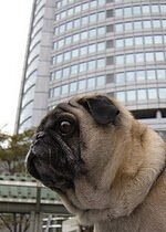 pugslog Profile Picture