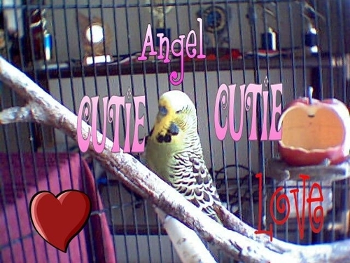 Blimpy72's profile picture. 