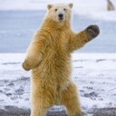 シロクマ - @VictorGroupVG - Twitter