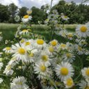 Sandra - @Sandra_poll - Twitter