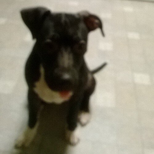 AbijahPatton's profile picture. Yolo mofo