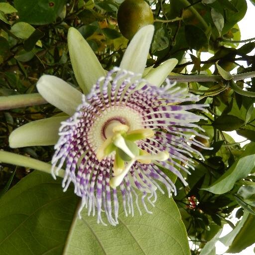 eatstheveggies's profile picture. noosphere & lavender