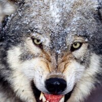 Wolfys best MJ Picks (@thewolfofmainst) 's Twitter Profile