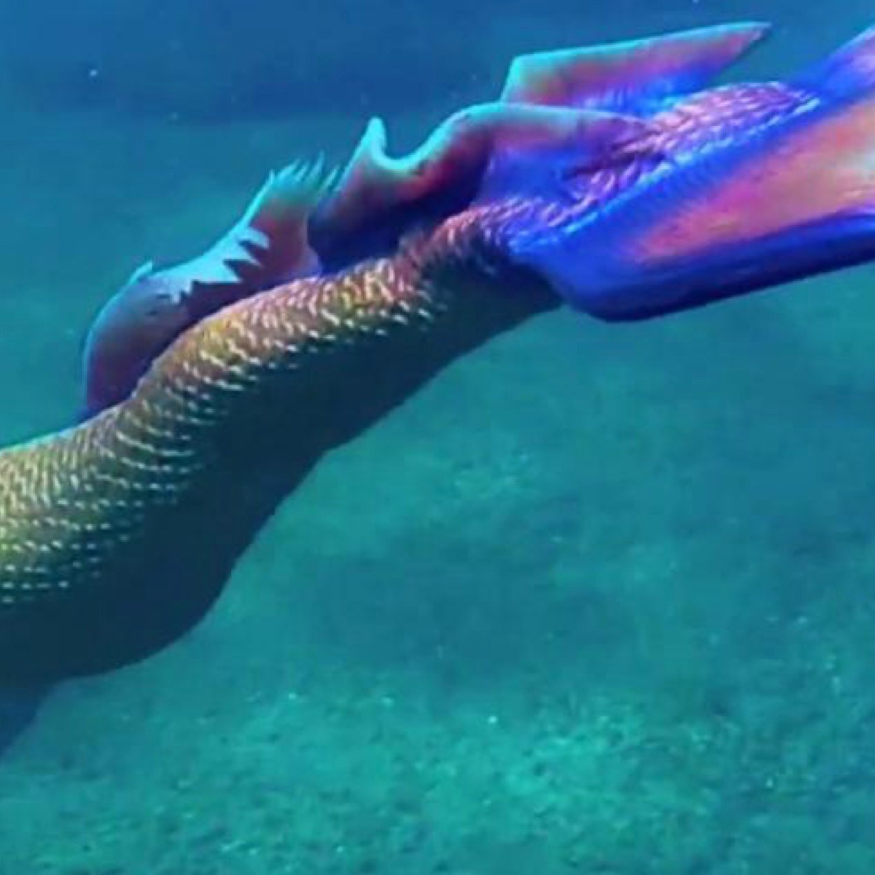 neptune_tara's profile picture. 