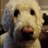 shirldipasquale's profile image