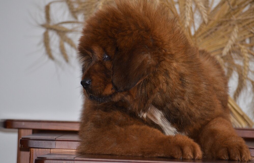 tibetan mastiff de vanzare