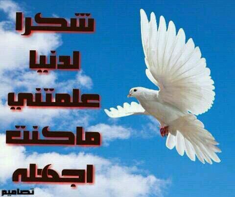 ‏كبريائي كبر رجل عظيم وتكسره الانثى ولو بنظره
