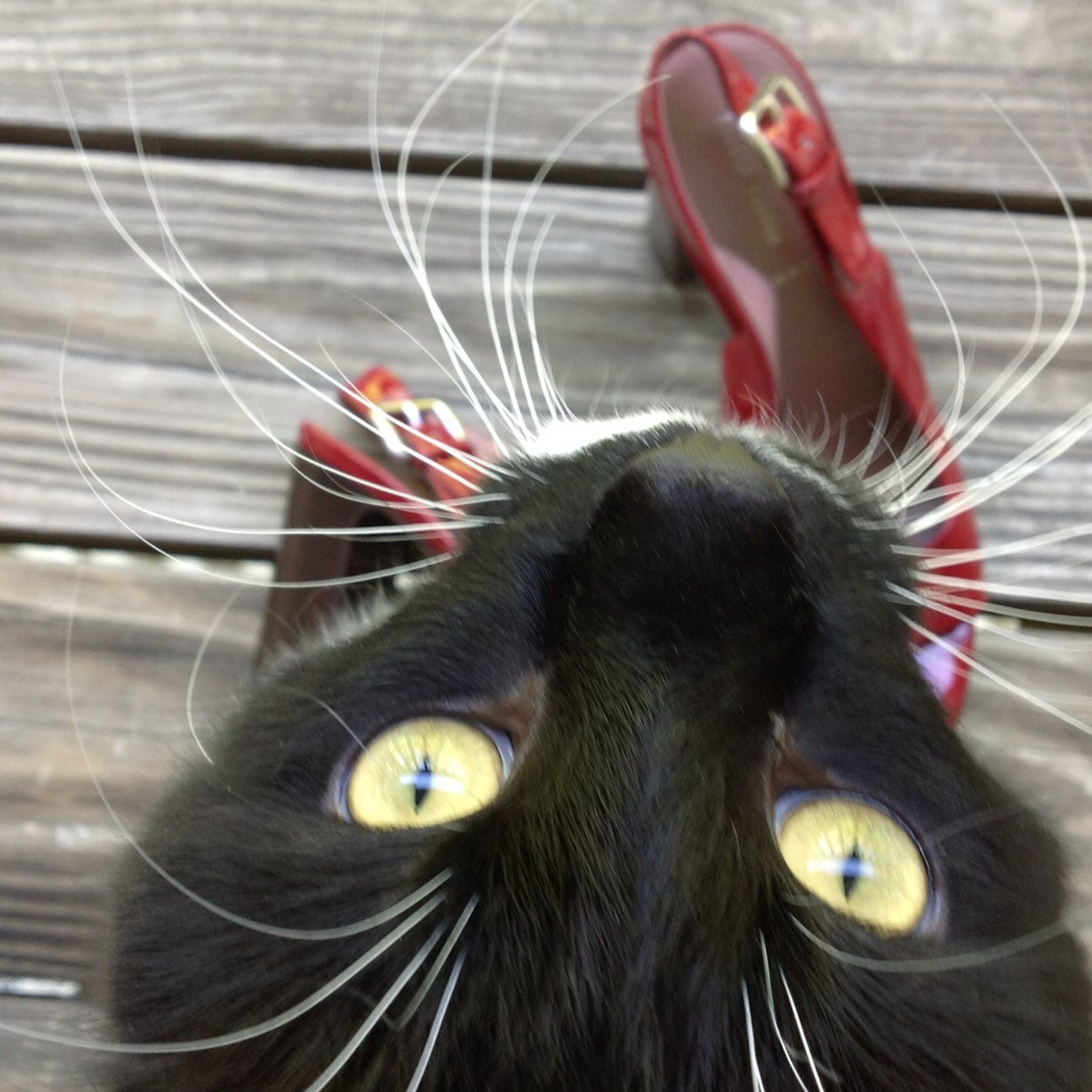 LookoutPress's profile picture. 