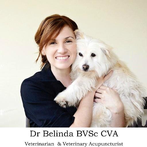 Sydney based Small Animal Vet & Veterinary Acupuncturist - loves her job! instagram & snapchat @ drbelindathevet