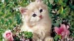 Bengali*Simple*Graceful*fan of Bollywood films*listening songs*dancer*loves cats and flowers*peaceful ~_~