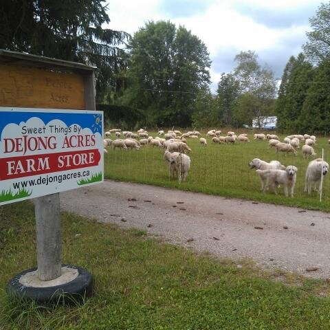 Mother of two, husband of one and busy hobbyest. Enjoy creating and learning. Live on a sheep farm with 700 + ewes