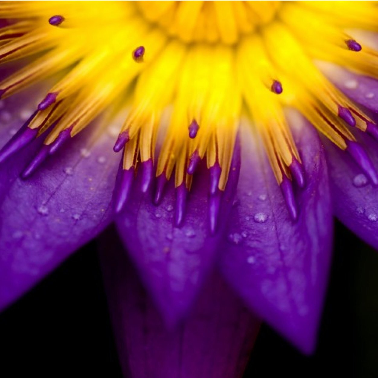 LotusMary1's profile picture. Mary Lotus