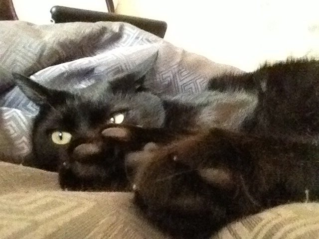 pompompandabomb's profile picture. Athiest, Feminist, Australian