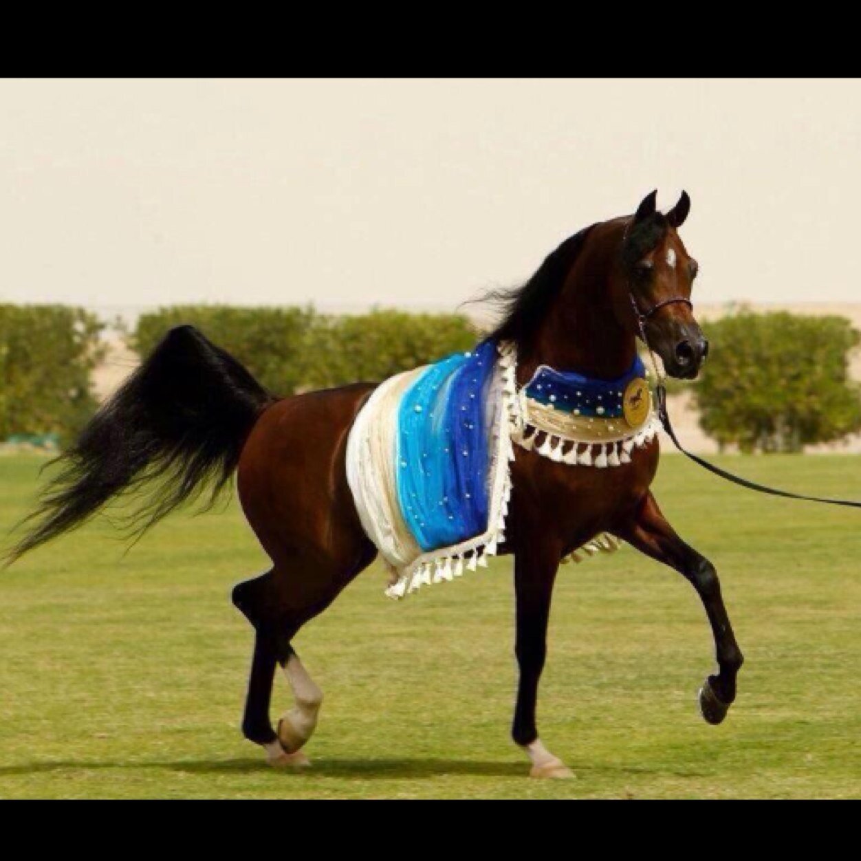 #مآهنآ_شي