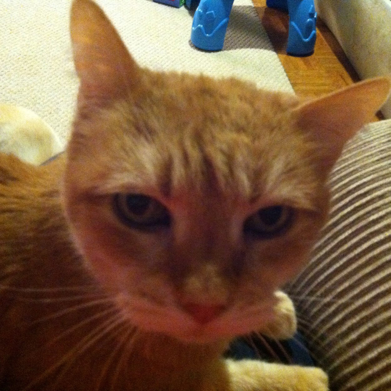 andkittysays's profile picture. Wife, Mother, Tech Lawyer