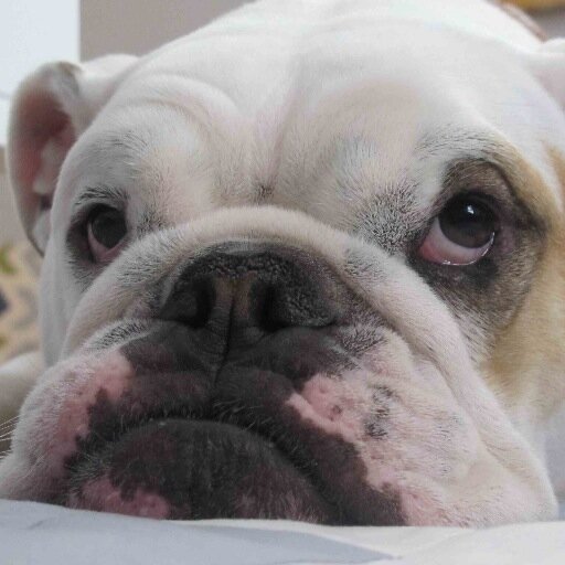 Bitcoin Enthusiast, Entrepreneur and Foodie - Proud Papa of Buddha the Bulldog and Levi Bodhi