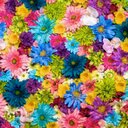 Denise Bellemare - @pennya42bell - Twitter