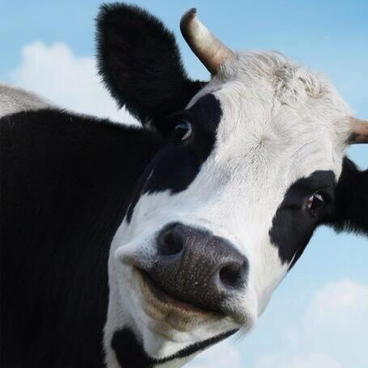 TheRandomHeifer's profile picture. 