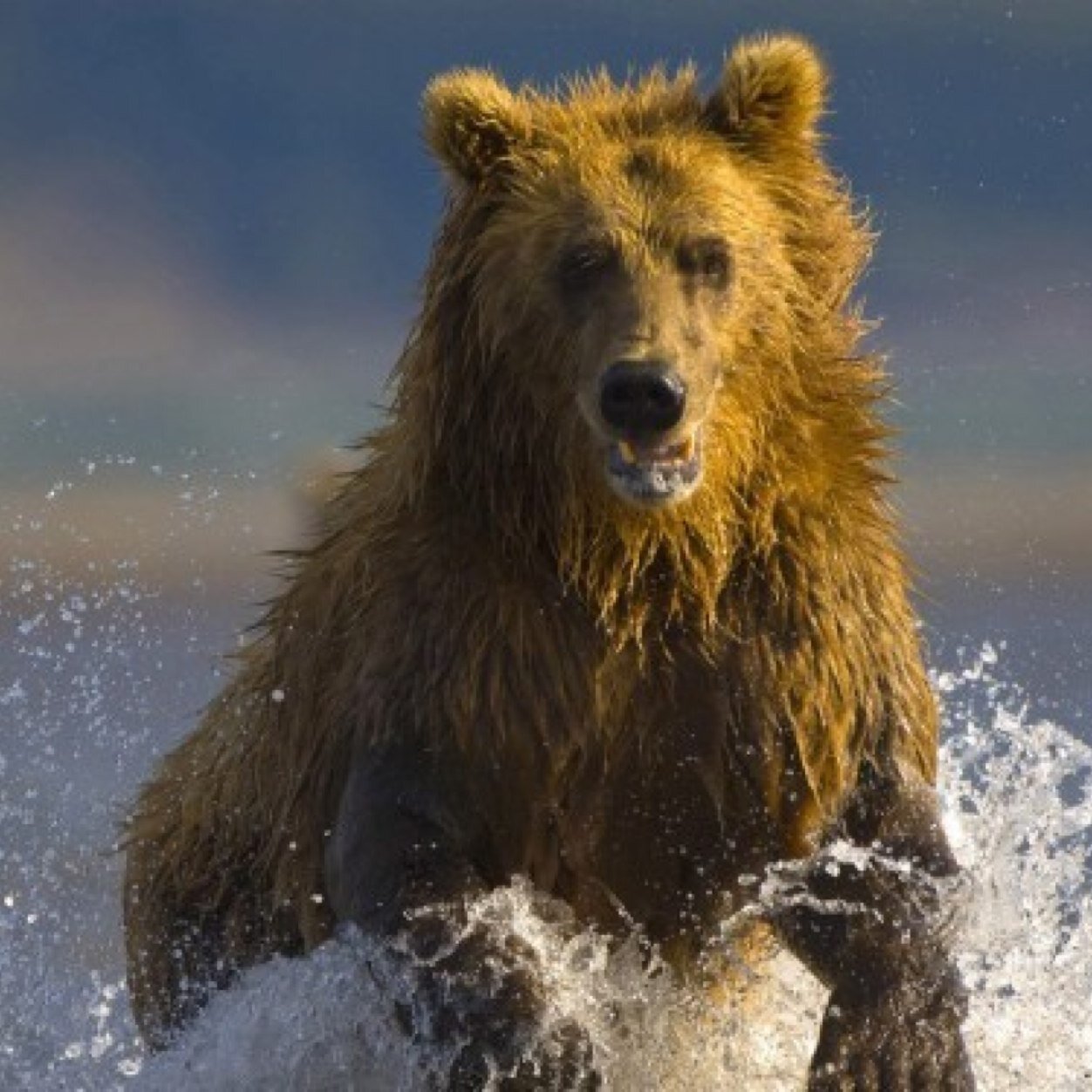 UASeniorTag14's profile picture. the official twitter account of UA senior tag 2014 // for more info contact the coordinators or visit our facebook page