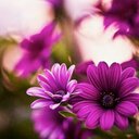 الدوسري 502 (@11abo502) Twitter