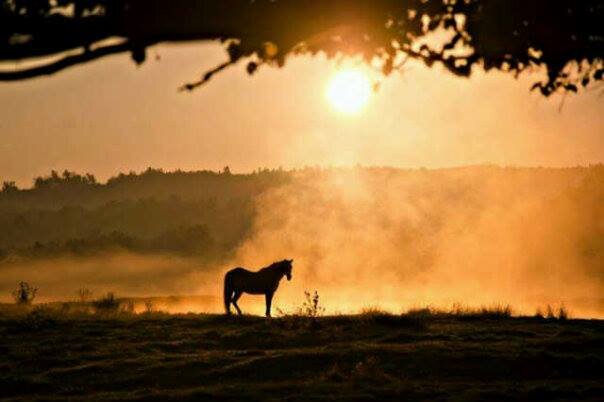 AngieBdvm's profile picture. 