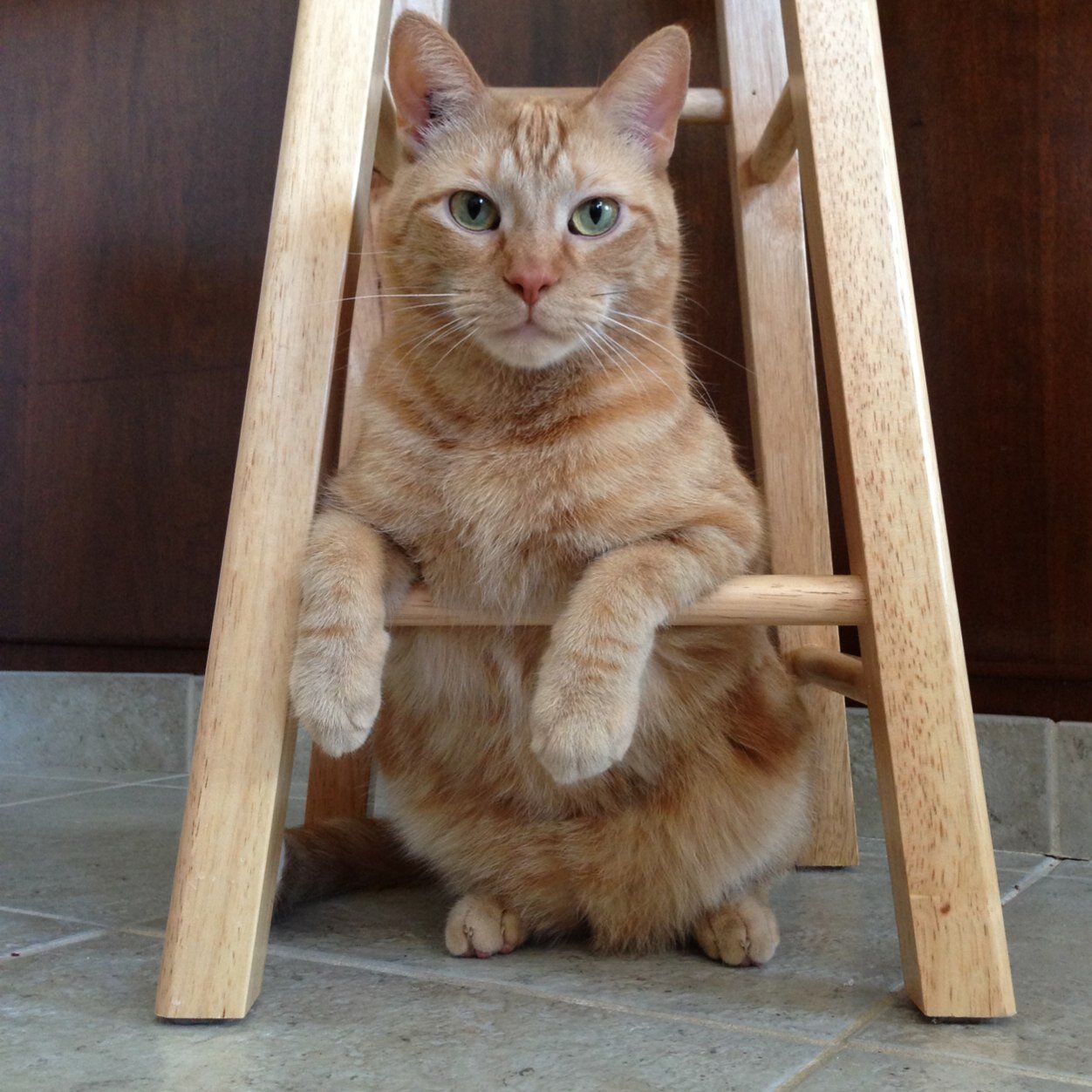 Interests: Eating, Sleeping, Pooping, chasing laser pointers, getting treats, sleeping.