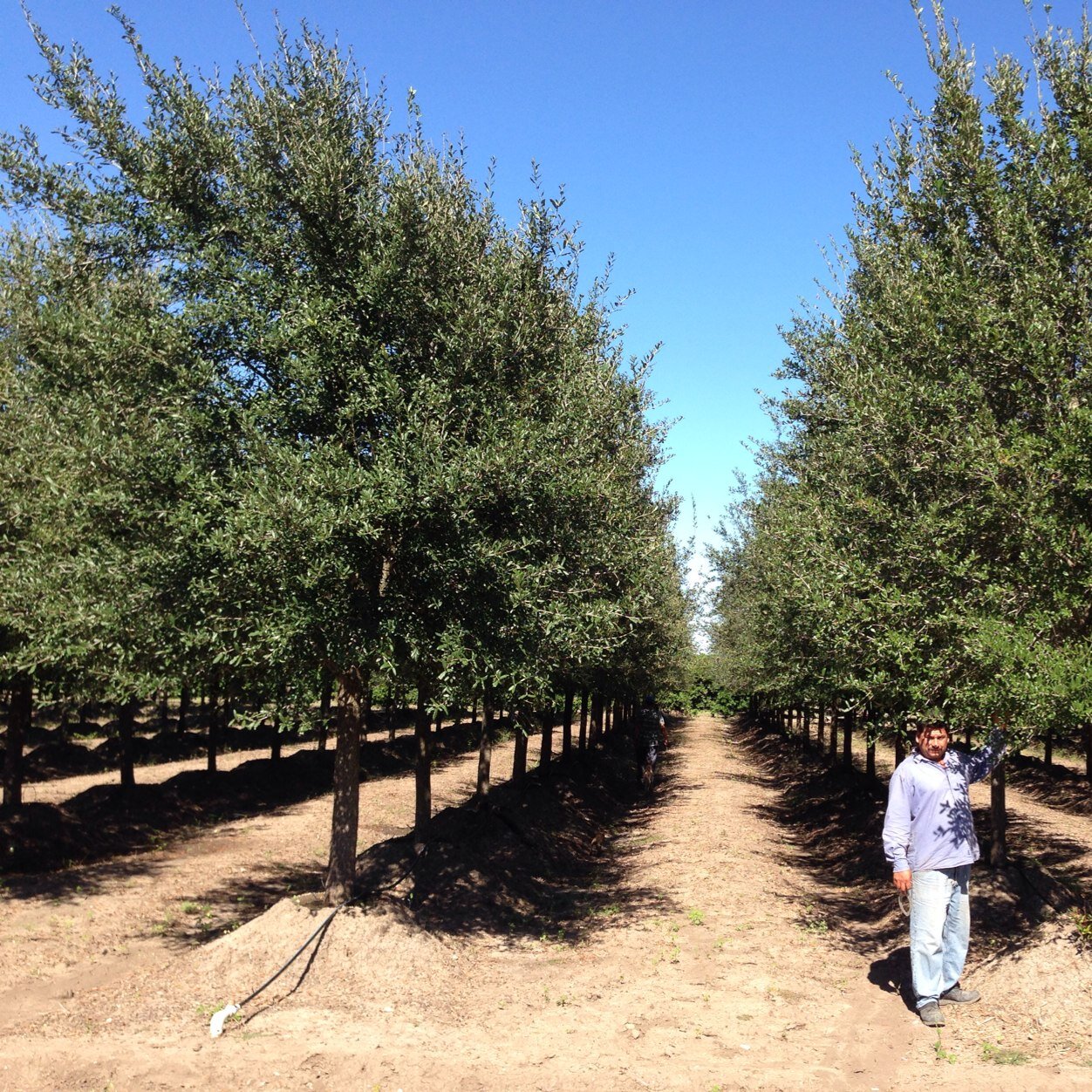 VIVEROS REGIONALES (@viregionales) / Posts / X