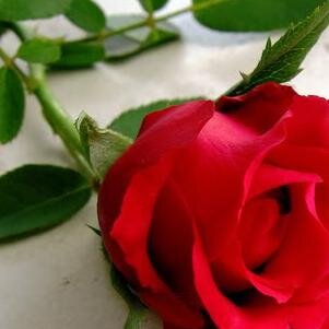 Fidela2342's profile picture. 