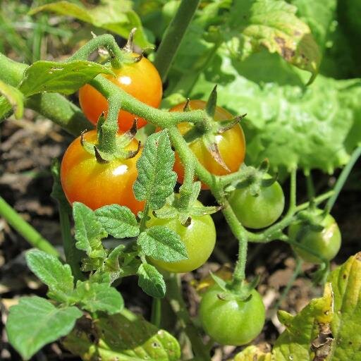 Carolina Community Farm and Garden at the Green Quad is based on permaculture practices that use applied principles of ecology.