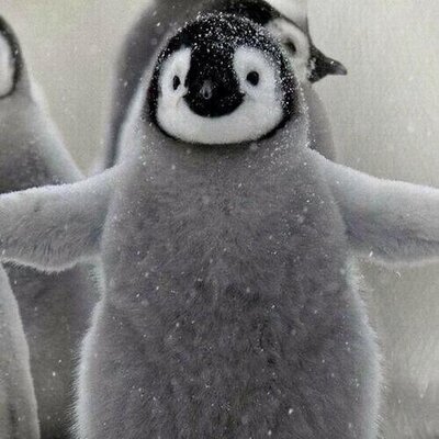 激かわ動物画像集 Cute Animals 12 のツイプロ 激かわ動物画像集 Cute Animals 12 のツイプロ