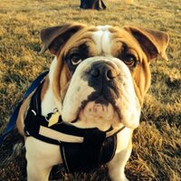 UtahPhysicalTherapy (@utahptinc) Twitter profile photo
