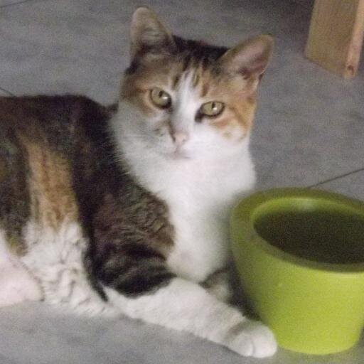 Aereon McMiau