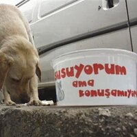dosthayvan (@dostu_hayvan) 's Twitter Profile