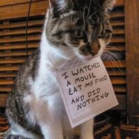 Sammy (@mcfrog9) 's Twitter Profile