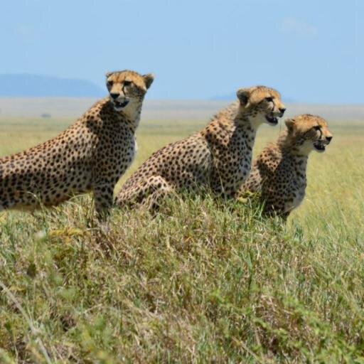 Director of Client Services, Hills of Africa Travel