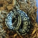 Brian Strawn - @SnSreptile - Twitter