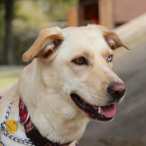 LSU fan, developer girl, animal lover