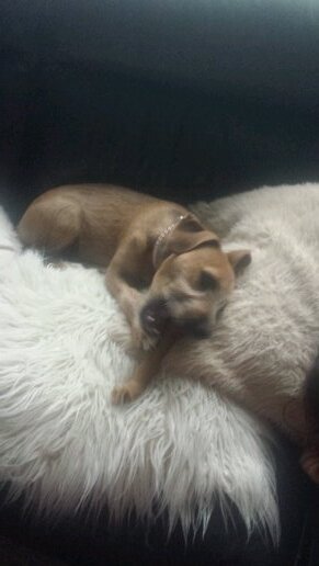 This is my dog