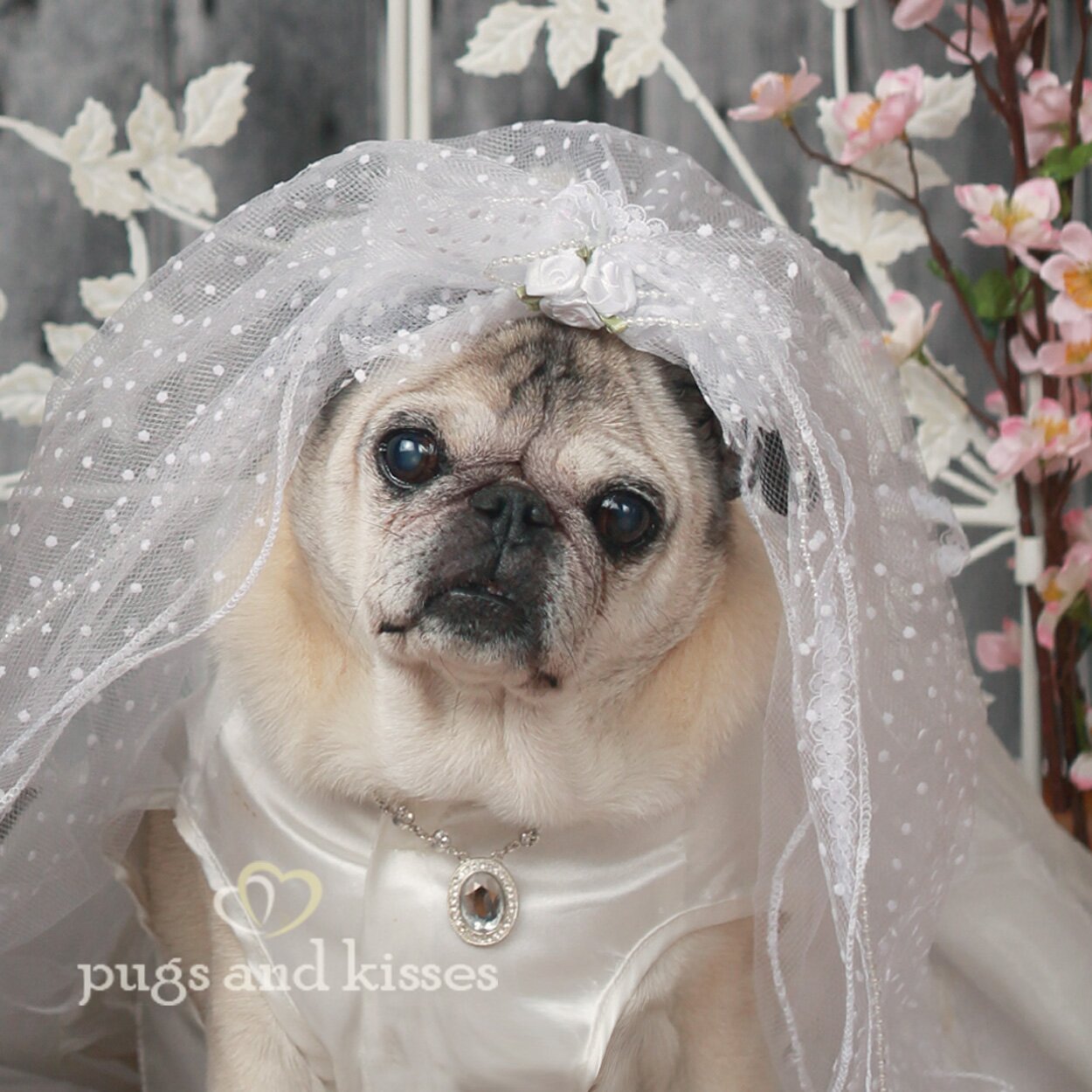 pugs and kisses pugs and kisses pugs tweet pugs and kisses pugs and kisses pugs tweet