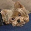 Michael Sisto - @irish1nd - Twitter